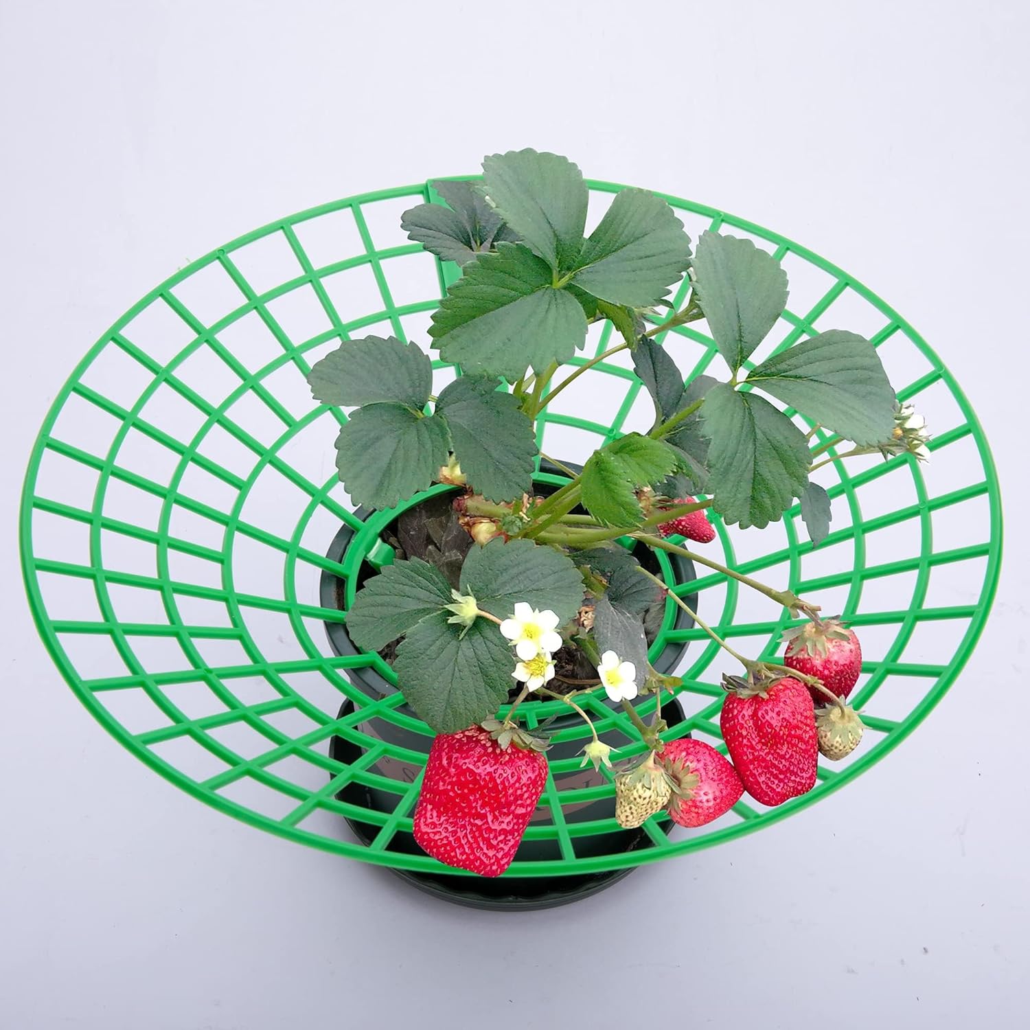 10 Pack Strawberry Plant Supports, Strawberry Plant Stand with 3 Sturdy Legs, Strawberry Growing Racks, Strawberry Growing Frame, Protecting Strawberry Plants from Mold, Rot and Dirt, Green
